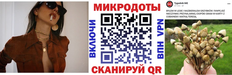 Псилоцибиновые грибы мицелий Борзя